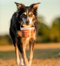 Nibbles Anco Nibbles Salmon Treats 300g